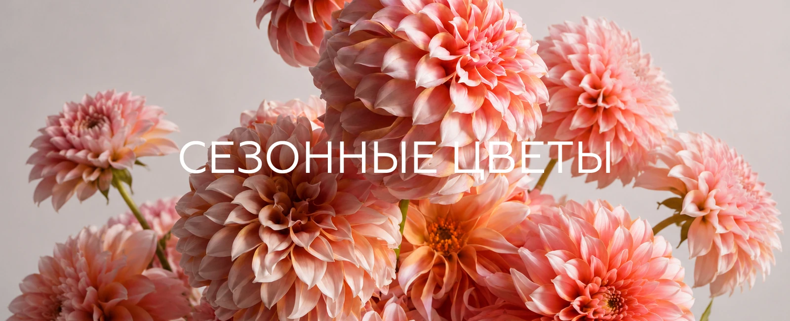 Сезонные цветы